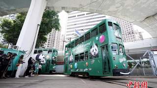 香港大熊猫生日主题电车今日起港岛巡游 持续至月底