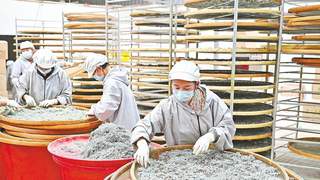 来凤藤茶产业盘活闲置土地劳动力 全产业链融文旅拓消费场景