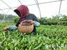 茶人匠心|瞰海茶业张宇:小而美茶园守初心 专而精茶香溢山海