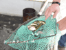 怀集坳仔河鲜:绥江黄骨鱼河虾的清冽鲜美