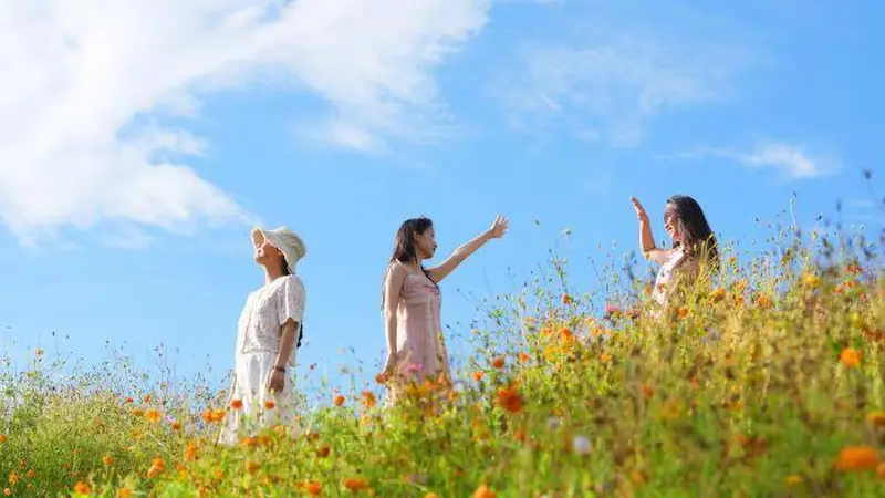 成都兴隆湖湖畔花海盛开 游人扎堆打卡取景