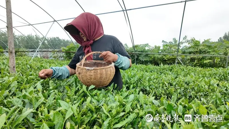 茶人匠心｜瞰海茶业张宇：小而美茶园守初心 专而精茶香溢山海