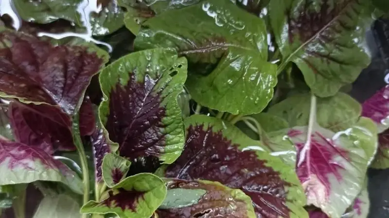 夏日平价白月光苋菜三分钟出锅 汤汁拌饭一绝