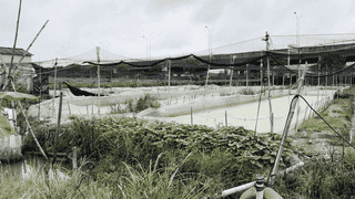 媒体曝全国多地牛蛙抗生素超标 广东饶平澄海市场监管封存涉事产品送检
