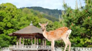 以后去奈良除了喂鹿,还能花体验“监狱里住一晚”了呢