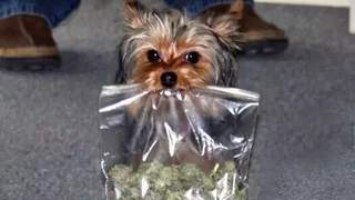 因为攻击小鸭鸭，这只缉毒犬上了新闻！