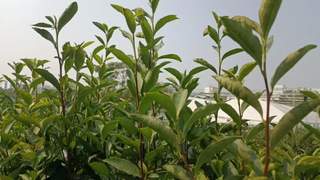 大佛龙井：豆香高扬的名优绿茶