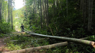 8月6日广西三江竹产业加工忙 19万亩竹海变经济金山