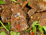 牛肉这样拌才够味,家常葱拌牛肉做法