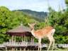 以后去奈良除了喂鹿,还能花体验“监狱里住一晚”了呢