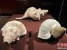 “世界树之巅:美洲古代文明大展”在上海开幕