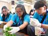 12国华裔青少年海南沉浸式体验宋代点茶 探寻中国茶文化渊源