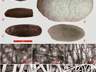华夏桑蚕纺织西传实证！4000年前已抵达中亚 考古发现早于丝路2000年的家蚕遗存