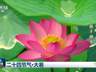 文化中国行：大暑时节 赴一场盛夏的自然与文化之约