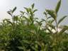 大佛龙井：豆香高扬的名优绿茶