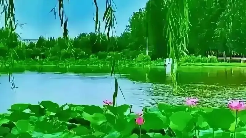芹心寄语（K105）