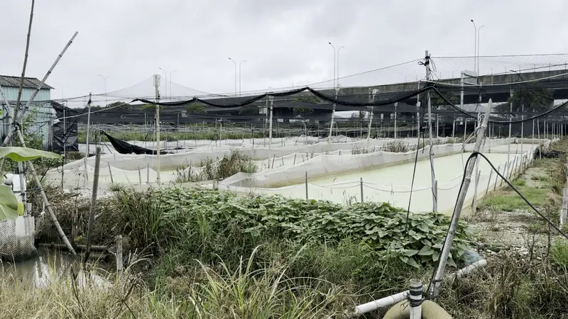 媒体曝全国多地牛蛙抗生素超标 广东饶平澄海市场监管封存涉事产品送检