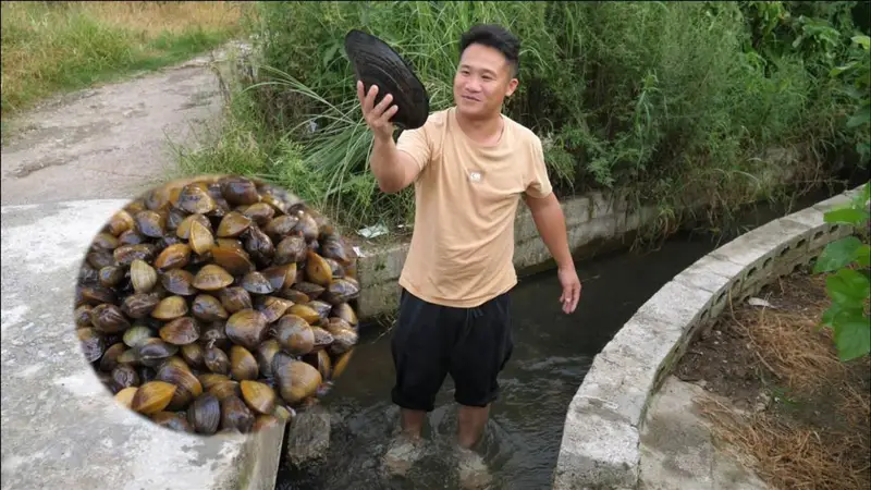 中国人爱吃河鲜海鲜,为何少有人吃河蚌?关键在处理方法。