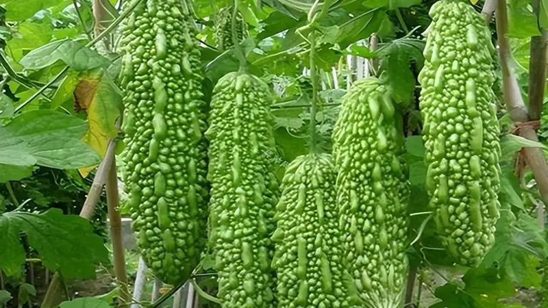 对肝特别好的“4种蔬菜”，入伏不妨多吃，清肝火疏肝气，乐过夏