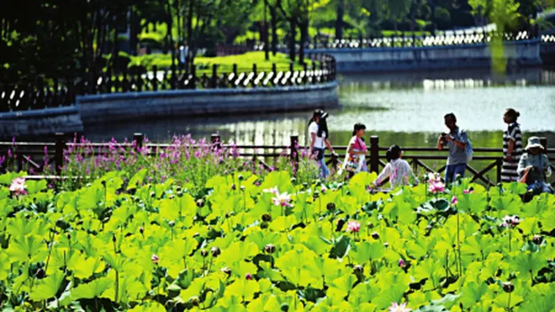 7月22日太原迎泽公园夏荷盛放