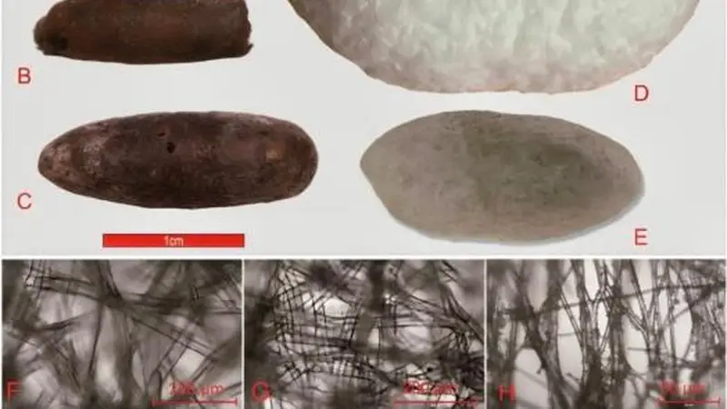 华夏桑蚕纺织西传实证!4000年前已抵达中亚 考古发现早于丝路2000年的家蚕遗存