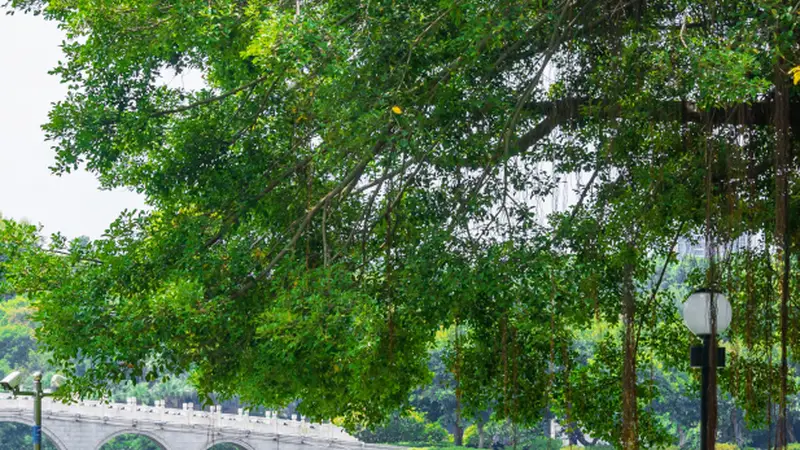江门周末好去处！这些公园等你来“森呼吸”