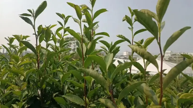 大佛龙井：豆香高扬的名优绿茶