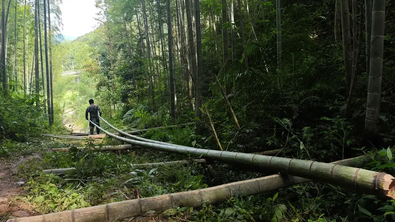 8月6日广西三江竹产业加工忙 19万亩竹海变经济金山