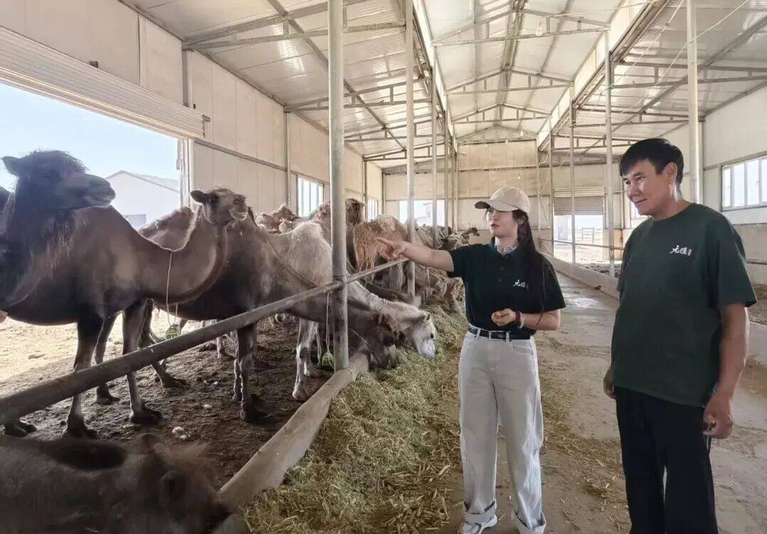 走一线 改文风丨探秘一杯好驼奶的诞生