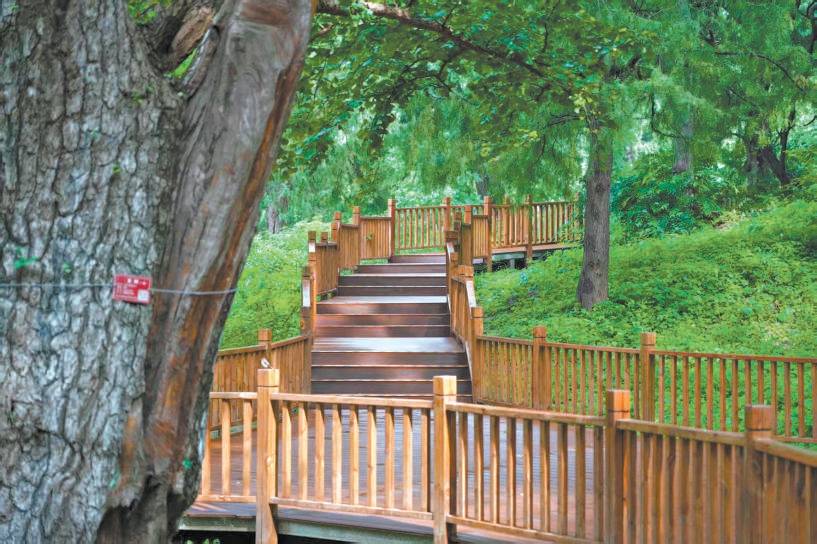 香山古树区 避暑新胜地