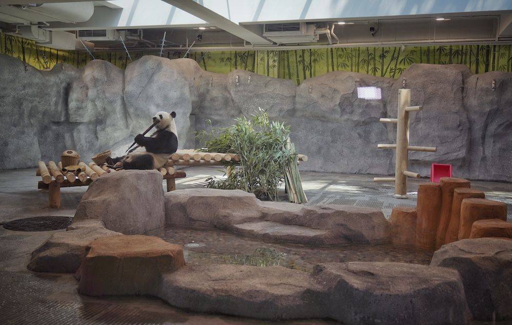 北京动物园熊猫新馆明日正式迎客