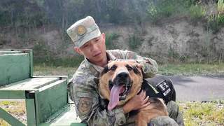军犬失误后委屈低头，训导员满眼心疼
