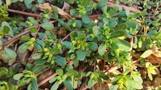 夏天总觉得又困又黏？这盘凉拌菜，清热除湿正当时