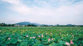 这个夏天,“荷”你相约!