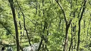 泰山刀片式隔离网,拆除计划公布