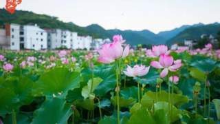 夏至至 浦江嵩溪古村荷景入画来
