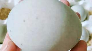 皮蛋获评美国“最恶心食物”榜首？含铅中毒是误区，选对吃对才安心