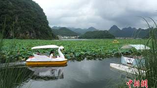 8月7日云南普者黑喀斯特景区暑期旅游持续升温