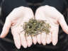 大红袍茶叶的健康益处有哪些？