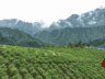 千城百县看中国|湖南张家界:一叶莓茶带富一方人