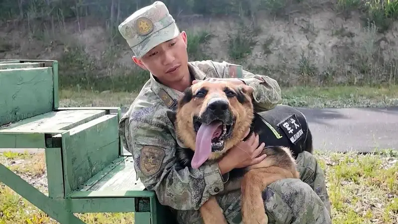 军犬失误后委屈低头，训导员满眼心疼