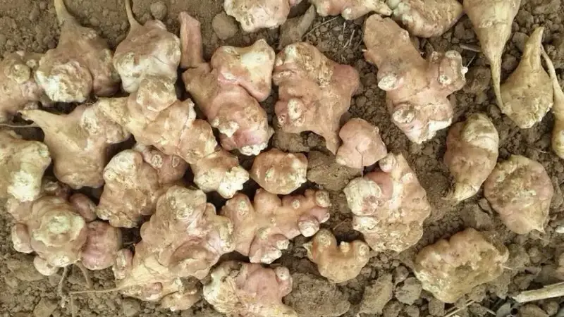 家常味洋姜:清炒脆嫩爽口 腌制开胃下饭