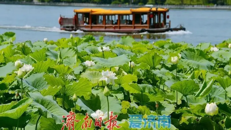 湖光悦色·荷映泉城!济南市第40届荷花艺术节7月3日灿烂启幕