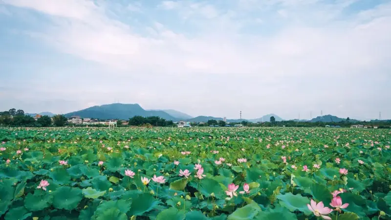 这个夏天,“荷”你相约!