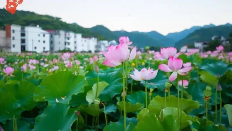 夏至至 浦江嵩溪古村荷景入画来