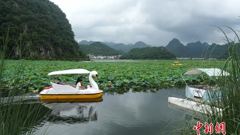 8月7日云南普者黑喀斯特景区暑期旅游持续升温