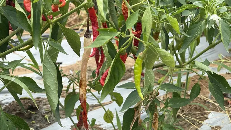双流牧马山二荆条辣椒产业链年值近2500万 成川菜核心原料