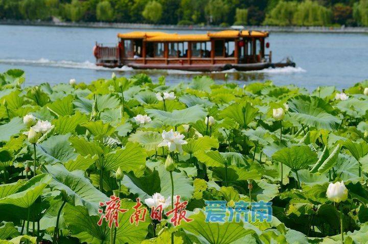 湖光悦色·荷映泉城！济南市第40届荷花艺术节7月3日灿烂启幕