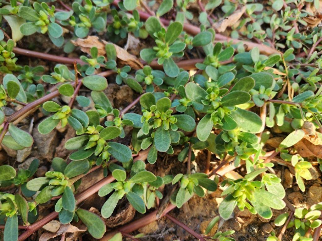 夏天总觉得又困又黏？这盘凉拌菜，清热除湿正当时