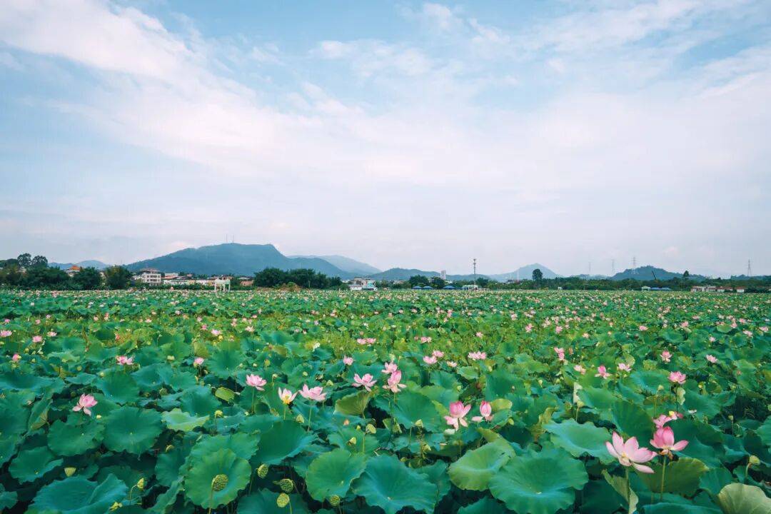 这个夏天，“荷”你相约！